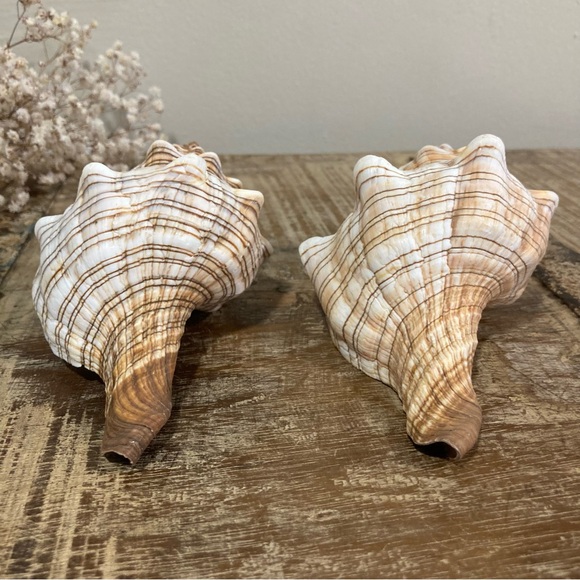 2 Seashells Cream / Light Orange / Brown Neutral Decor Beach Shell Nautical - Picture 8 of 10